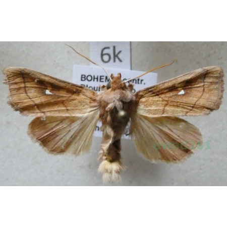 Mythimna conigera (Denis & Schiffermüller, 1775) Piętnówka mokradlica Czech6k